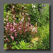 Gaura lindheimerii